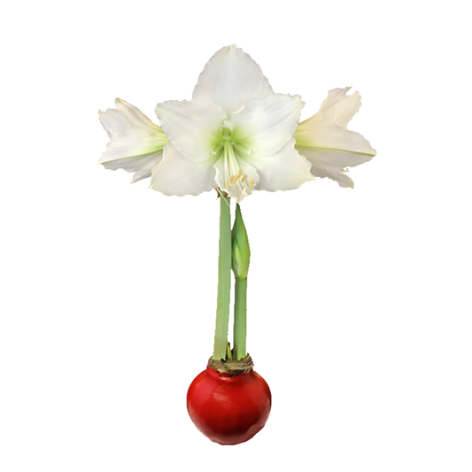 White Flower Red Wax Base 36+ 8 Bulbs/Case