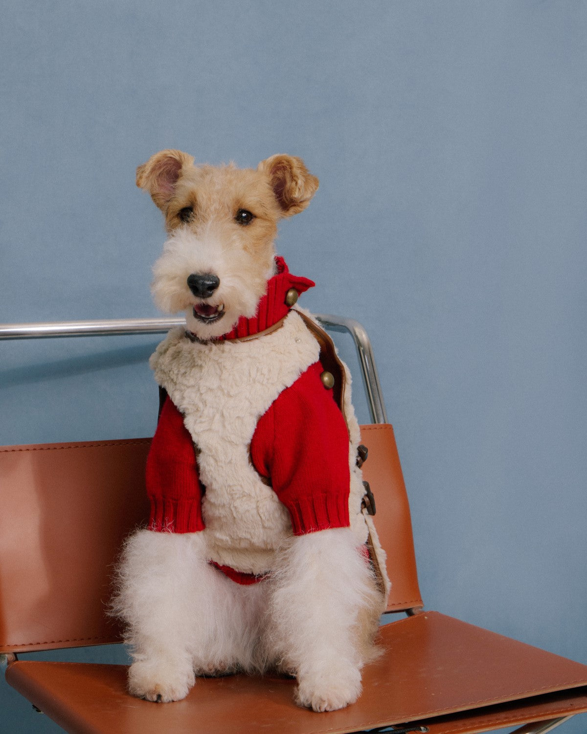 The Pastoris | Luxury Faux Fur Dog Coat | Apricot Caramel