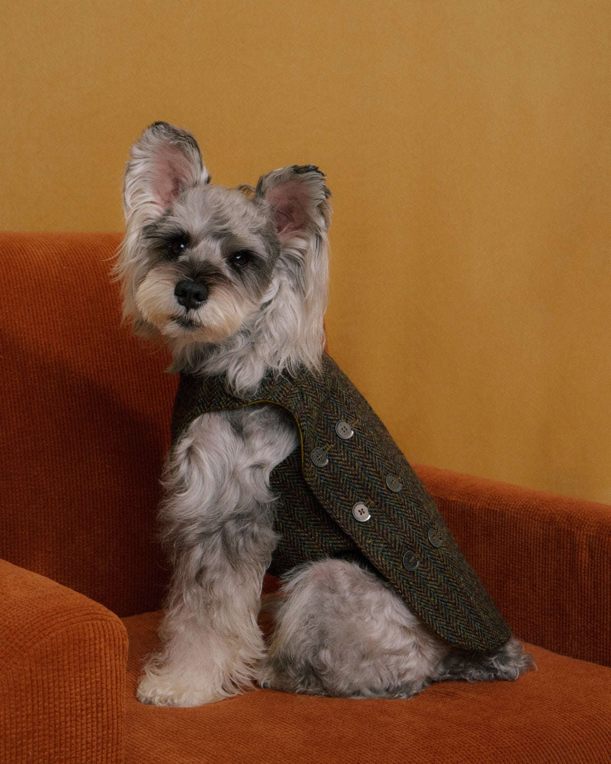 The Scotia | Wool Tweed Dog Vest | Herringbone