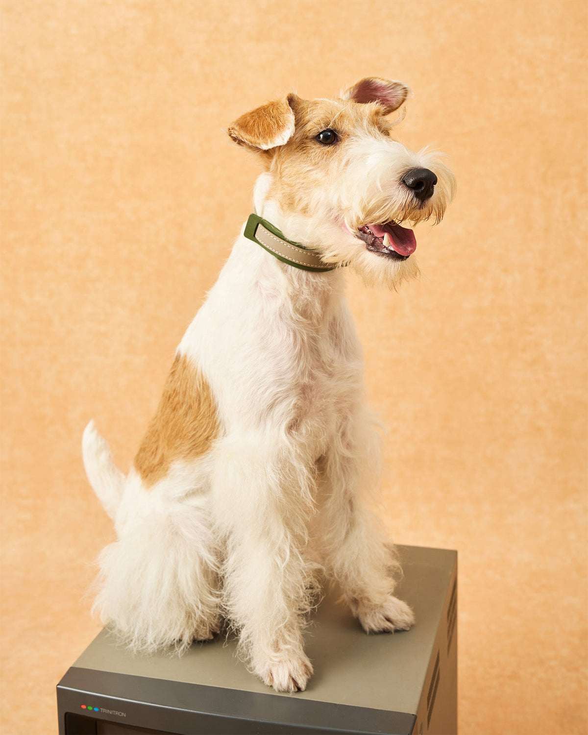 The Ornata Leather Dog Collar | Willow Sage