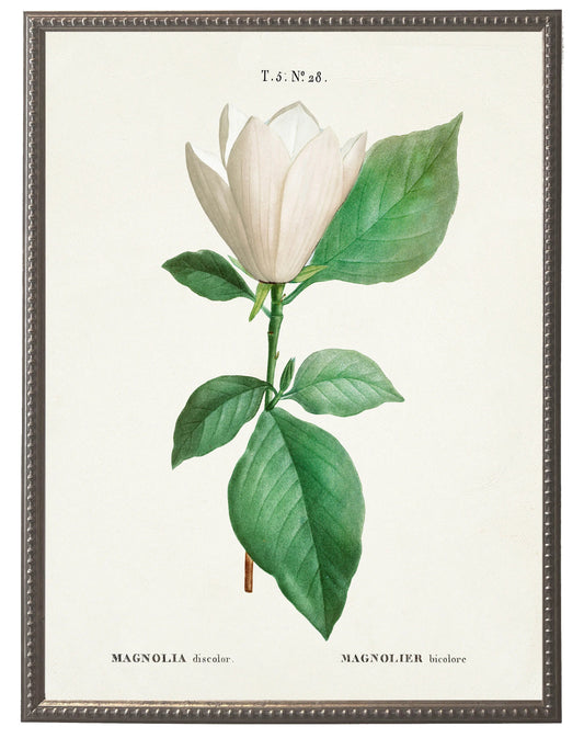 White magnolia on white background