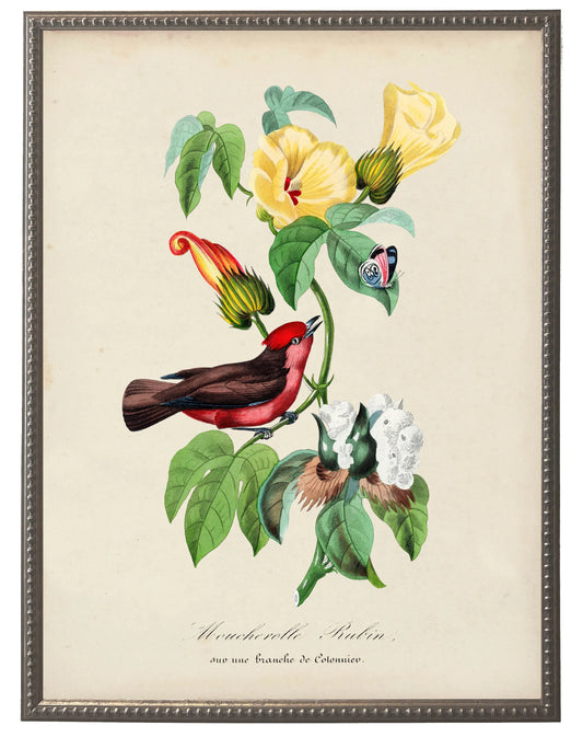 Vintage flycatcher and flower print on a distressed background in a beaded pewter frame sized 16x20