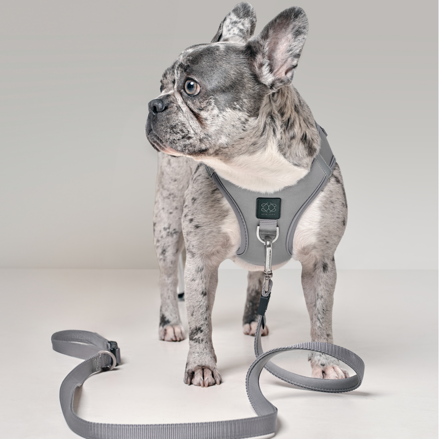 SoHo Dog Walking Set - Steel