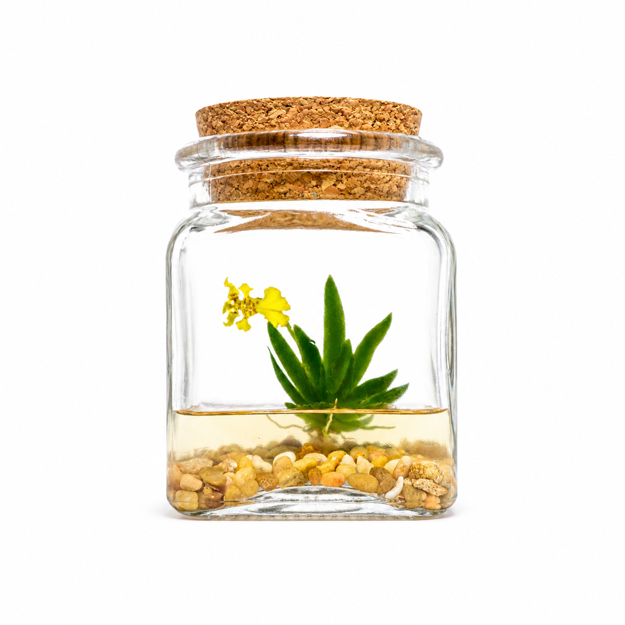 Orchid Terrarium-Miniature orchid/Glass Terrarium/Indoor Garden/Office desk/Live plants/Gift for Her/Wedding Favor/Bridesmaid/Anniversary