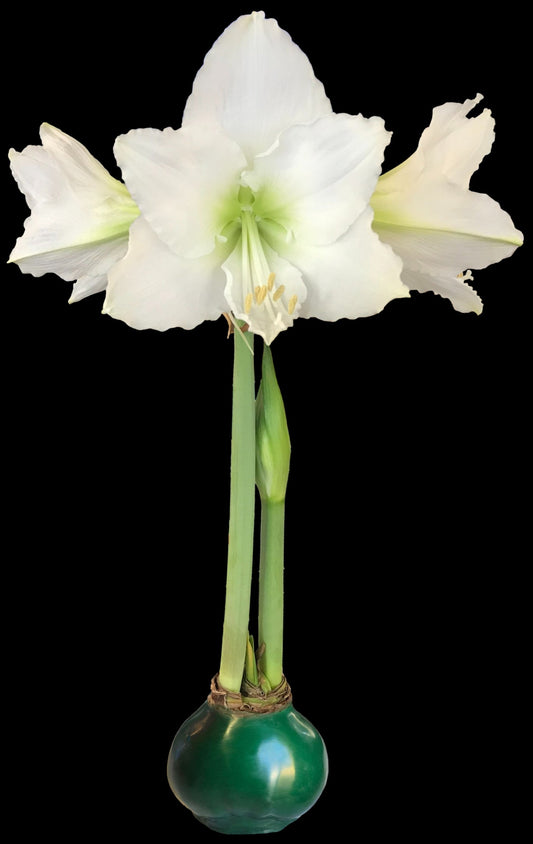 White Flower Green Wax Base 36+ 18 Bulbs/Case