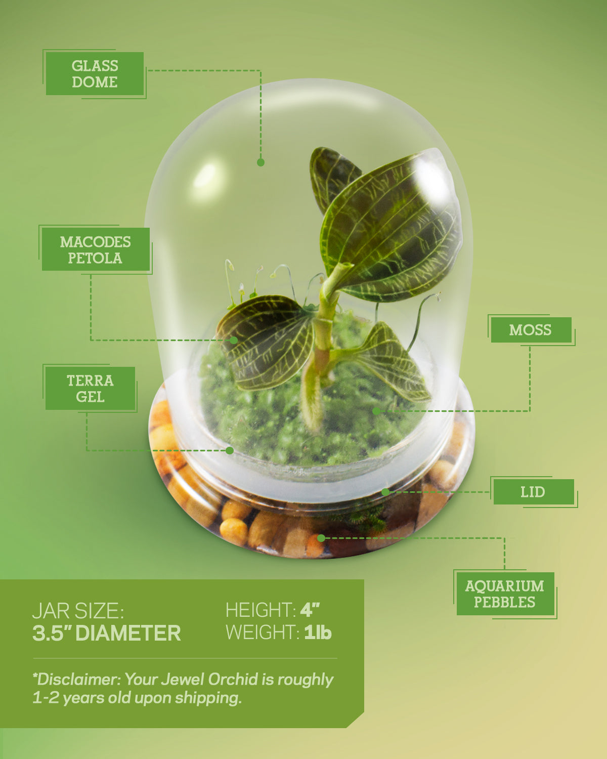 Jewel Orchid Terrarium, Macodes Petola, Great Unique Gift, 100% Growth Guarantee