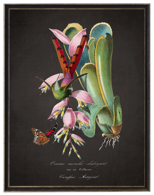 Vintage hummingbird and flower print on a distressed black background in a black and brushed silver frame sized 16x20