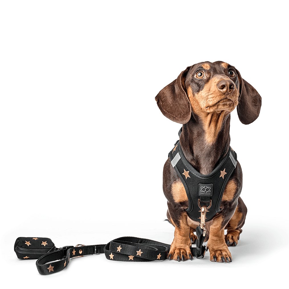 SoHo Complete Dog Walking Set - Rockstar