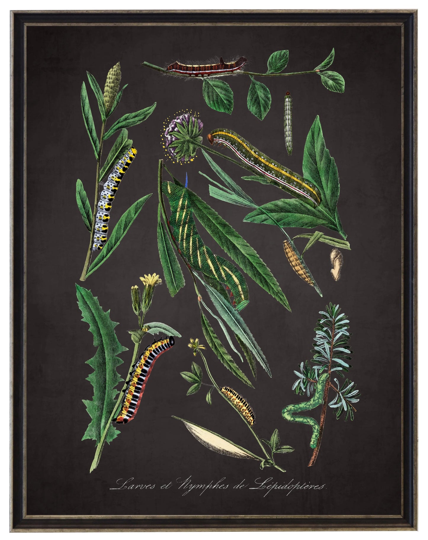 Vintage caterpillar and flower print on a distressed black background in a black and brushed silver frame sized 16x20