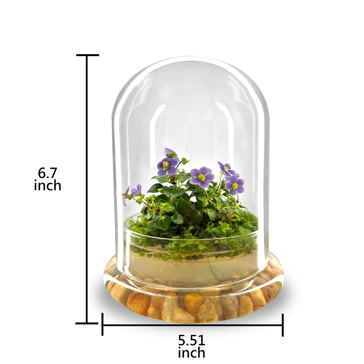 Bloomify Persian Violet lived in Terrarium Jar, real plants, a small oasis of greenery in the city, easy to grow and requiring minimal care, is a source of happiness in the home