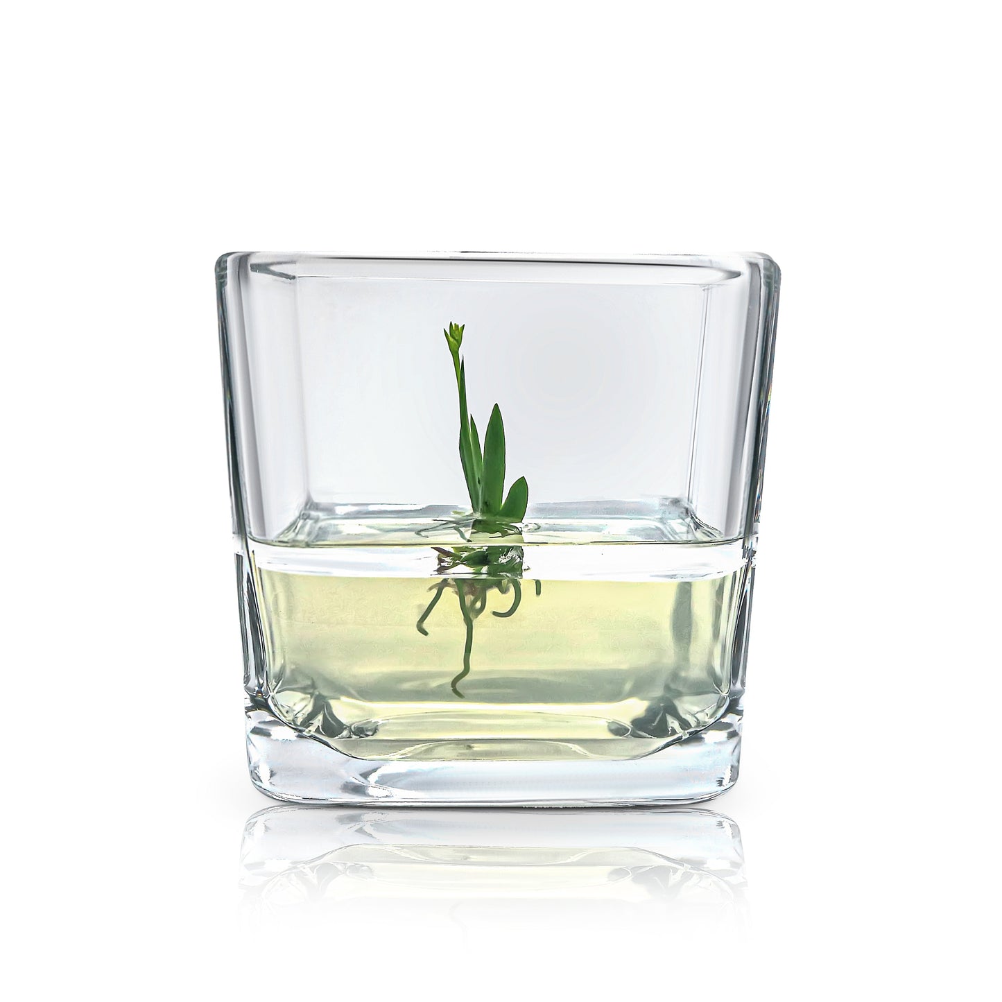 Orchid Bonsai, Psygmorchis Pusilla, Open Pot Design, Beautiful Glass Votive