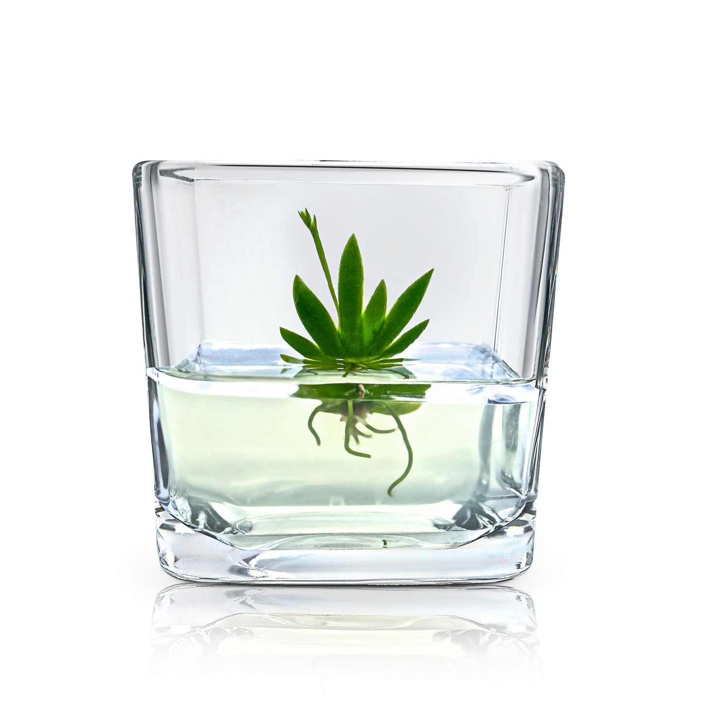 Orchid Bonsai, Psygmorchis Pusilla, Open Pot Design, Beautiful Glass Votive