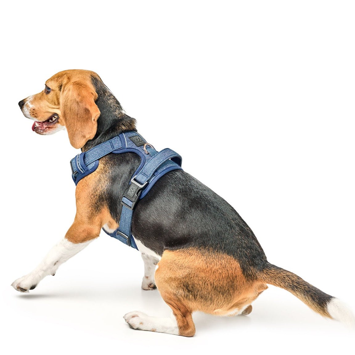NoMad Adjustable Dog Walking Set - Denim