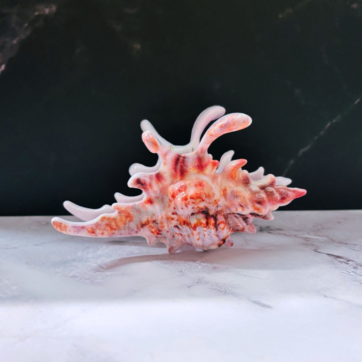 Velvet Claws Realistic Conch Shell Hair Claw in Natural Brown and White | Claw Clip in Velvet Travel Bag