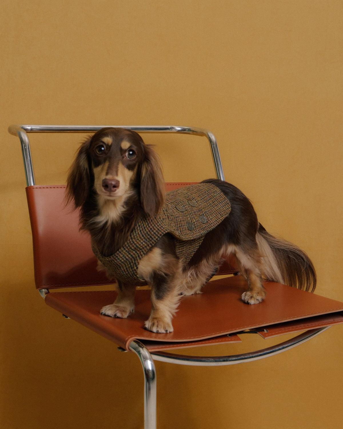 The Scotia | Wool Tweed Dog Vest | Houndstooth