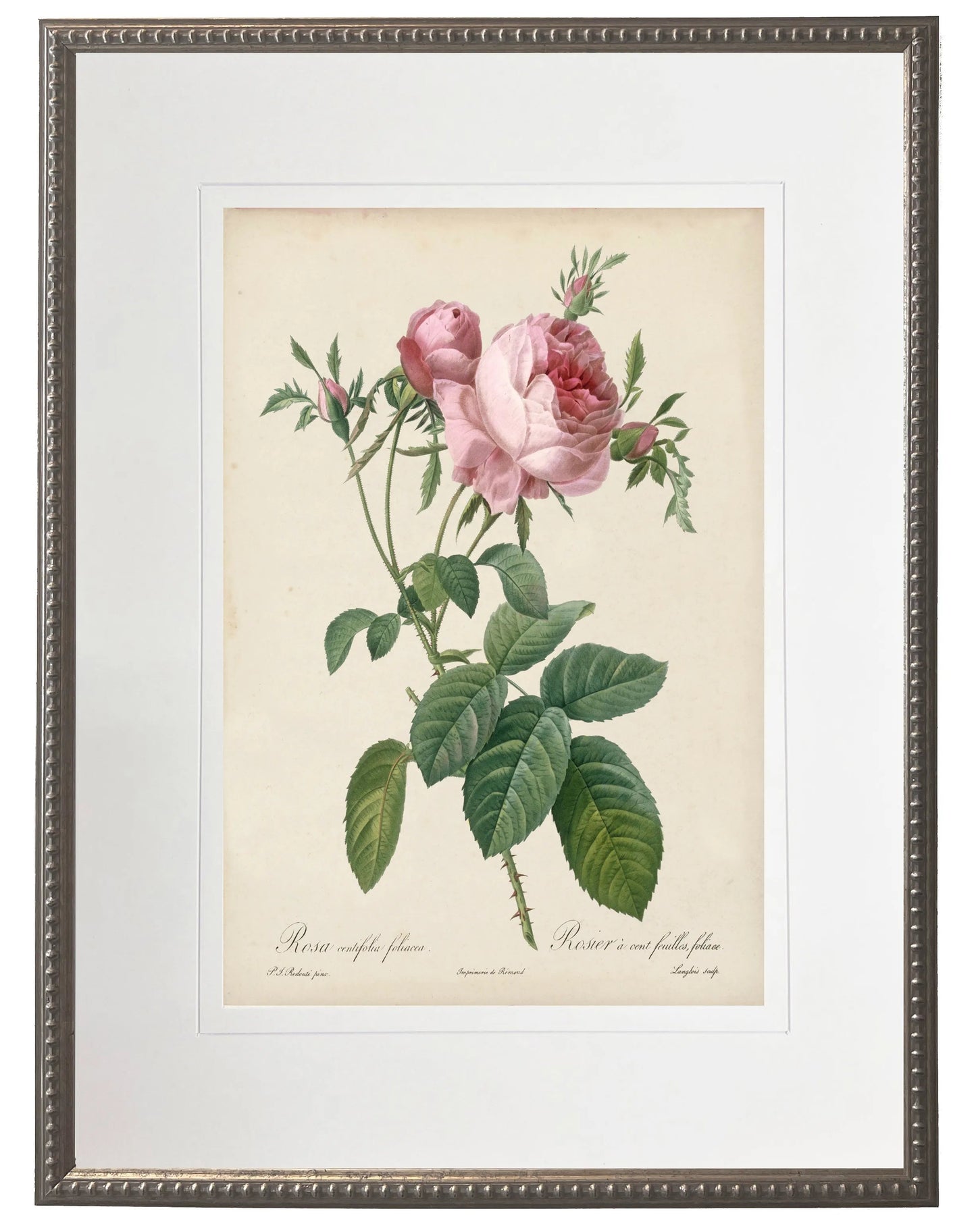 Vintage pink rose print matted in a cream mat