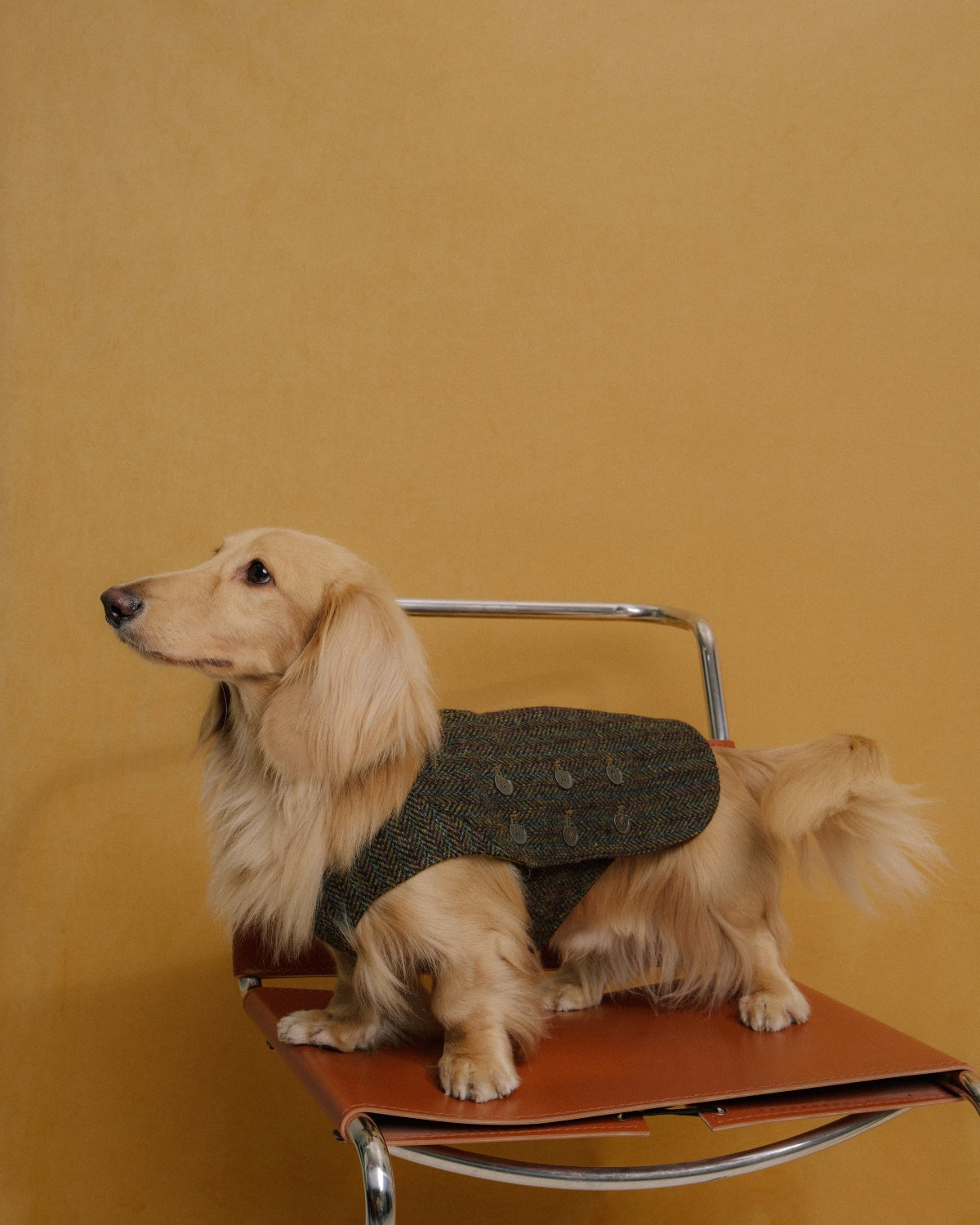 The Scotia | Wool Tweed Dog Vest | Herringbone