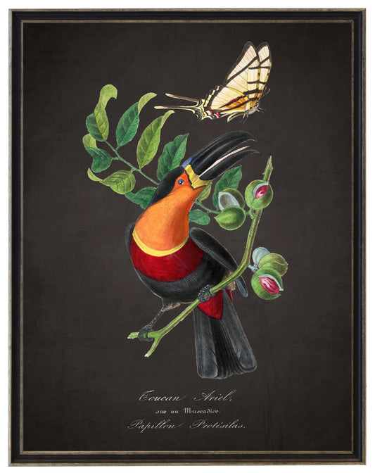 Vintage toucan and flower print on a distressed black background in a black and brushed silver frame sized 16x20