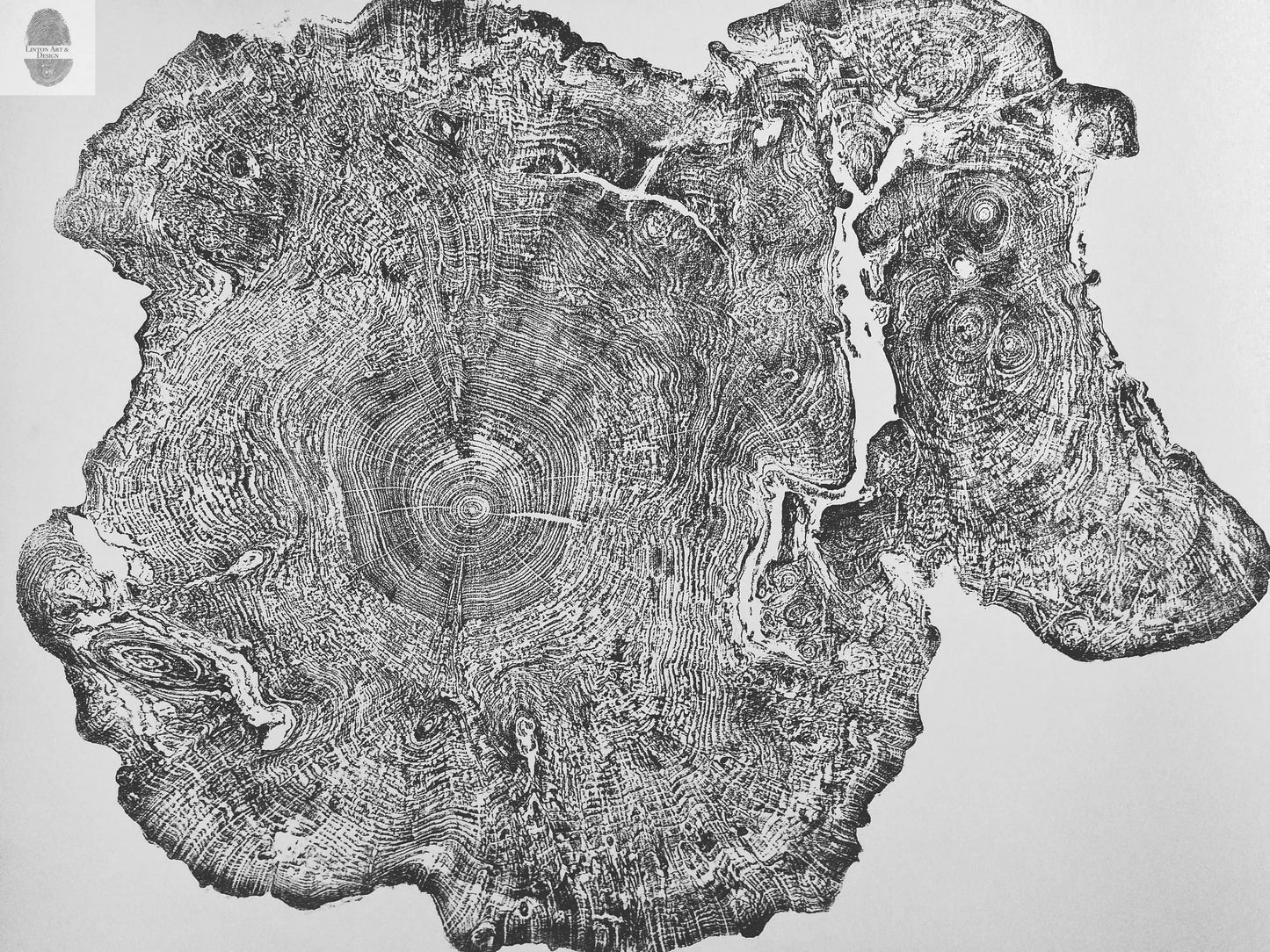 Big Leaf Maple, Tree ring print, Massachusetts art, Oversized tree ring Art, hand pressed tree rings, tree ring art print, Arborist art gift