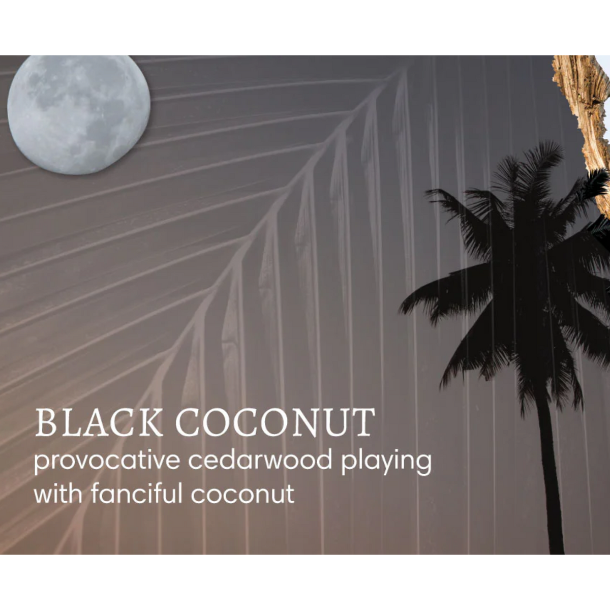 Black Coconut Mini Hand Repair Balm – Cedarwood & Coconut | 20ml | Mango & Shea Butter