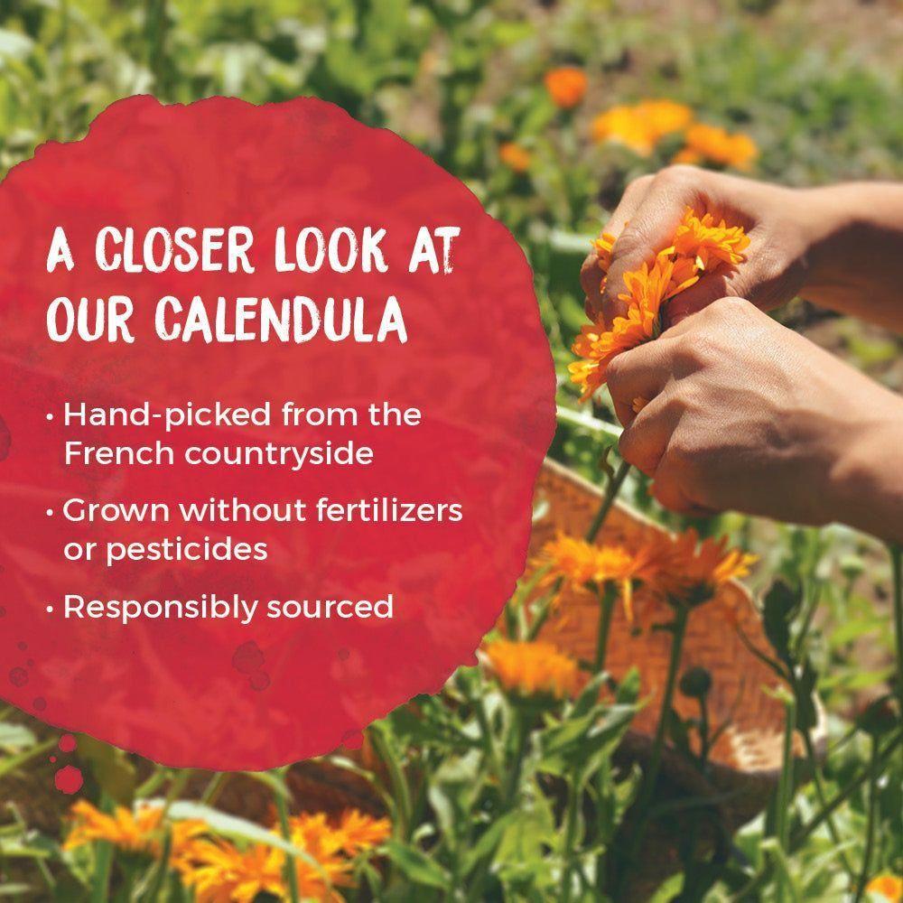 Boiron Calendula Skin Burn Relief Ointment 1 Oz