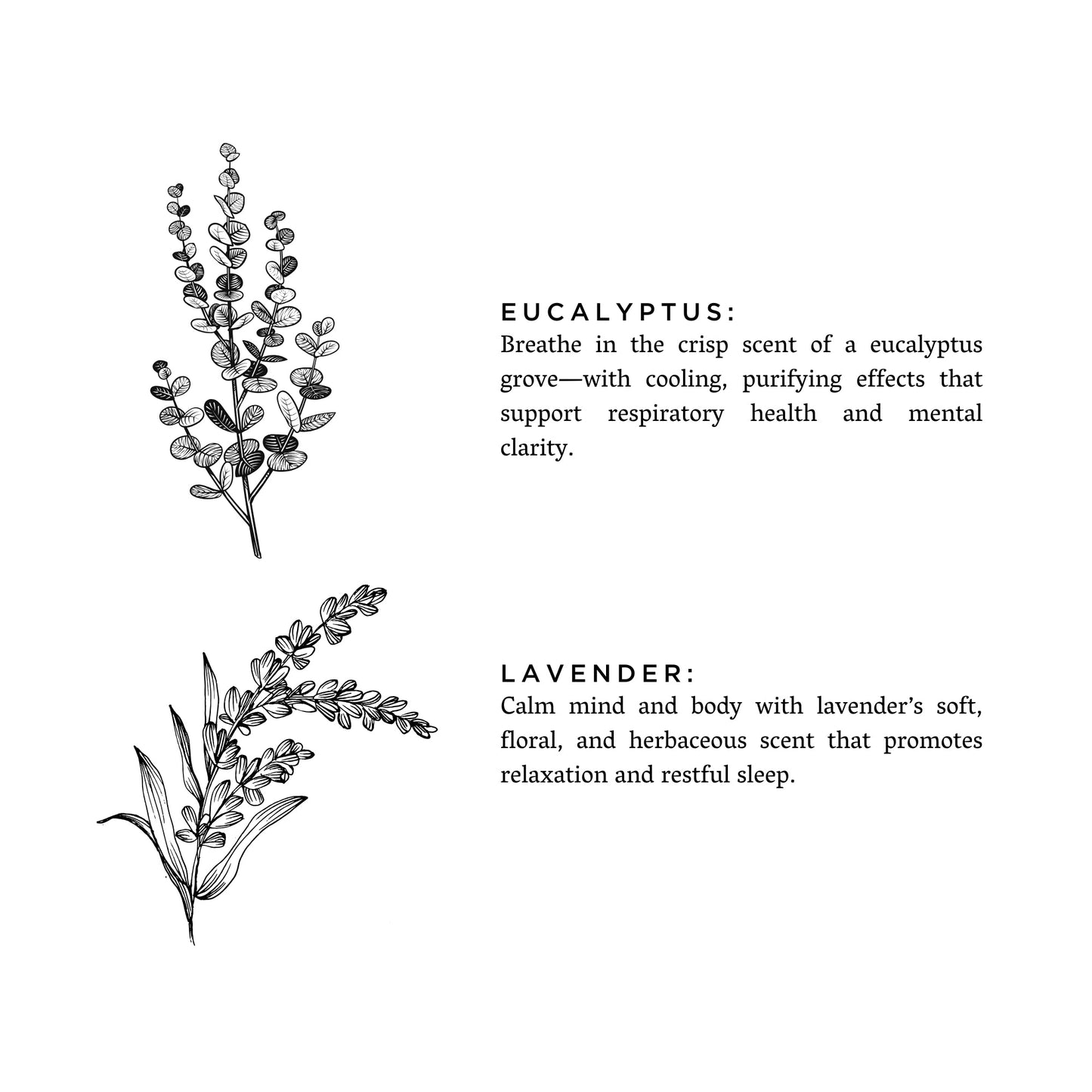Eucalyptus + Lavender - Signature Candle - Osadia Concept Store