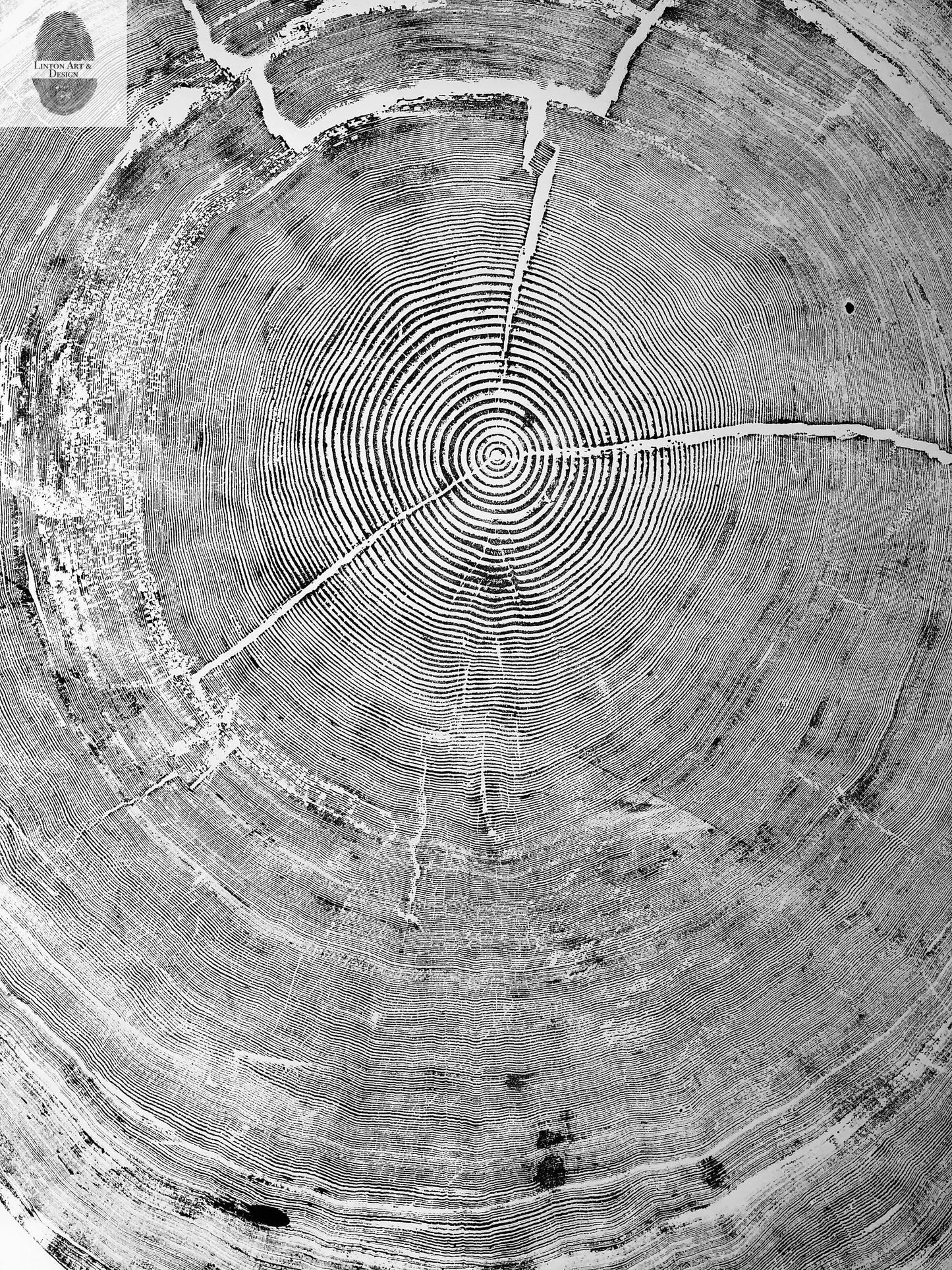 Oregon Coast Sitka Spruce - 52x60 - Tree Wall Art