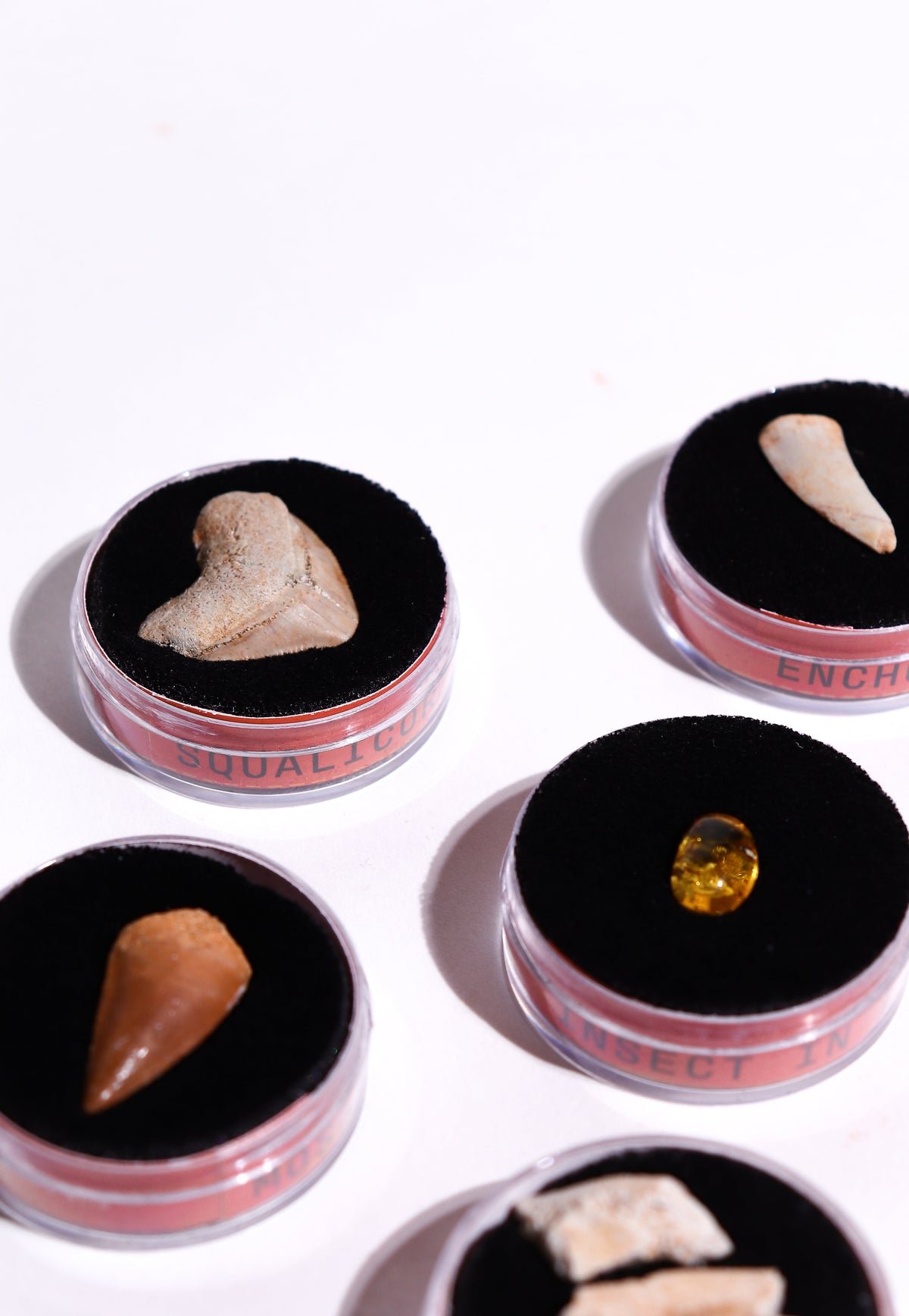 Fossil Blind Bag