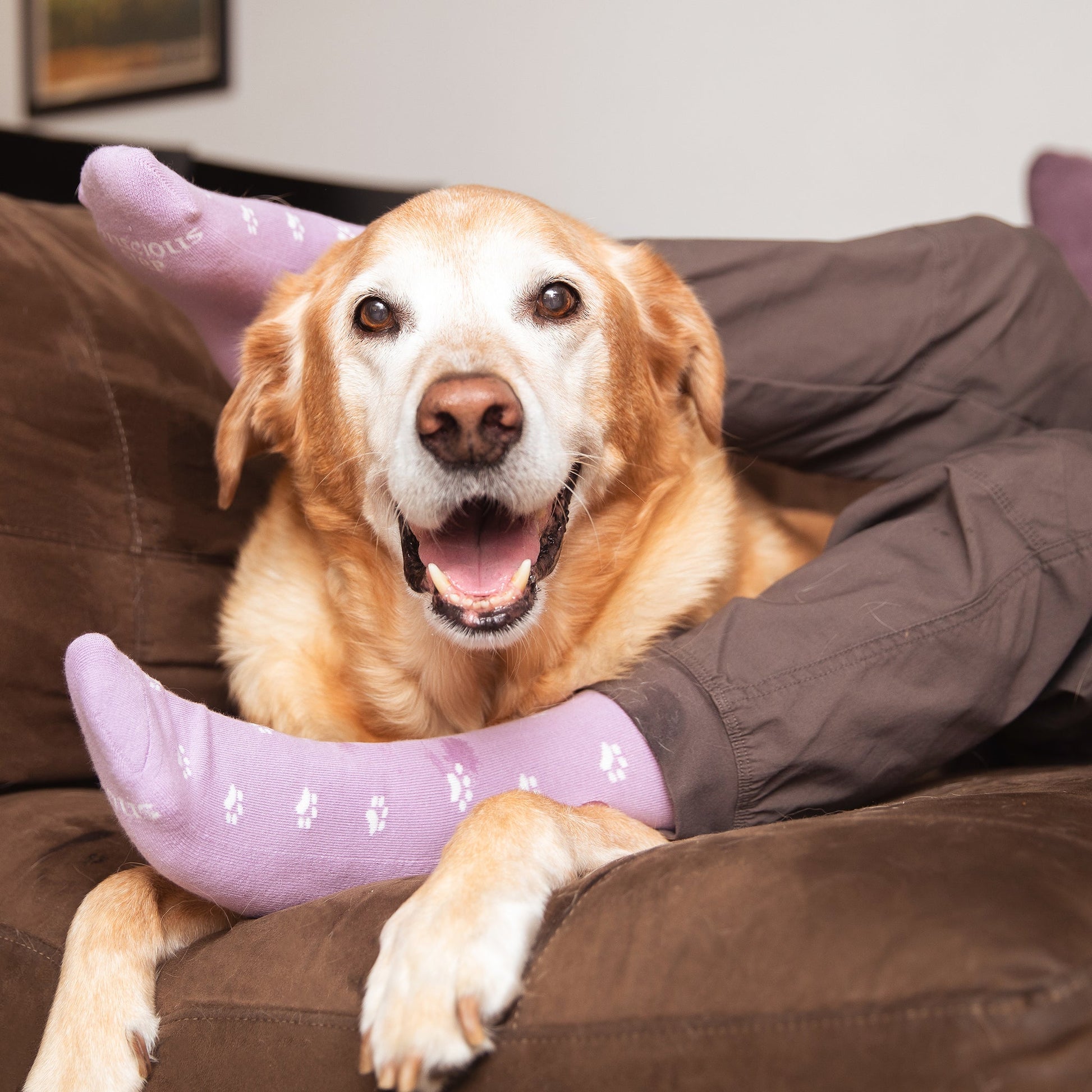 Socks that Save Dogs - Osadia Concept Store