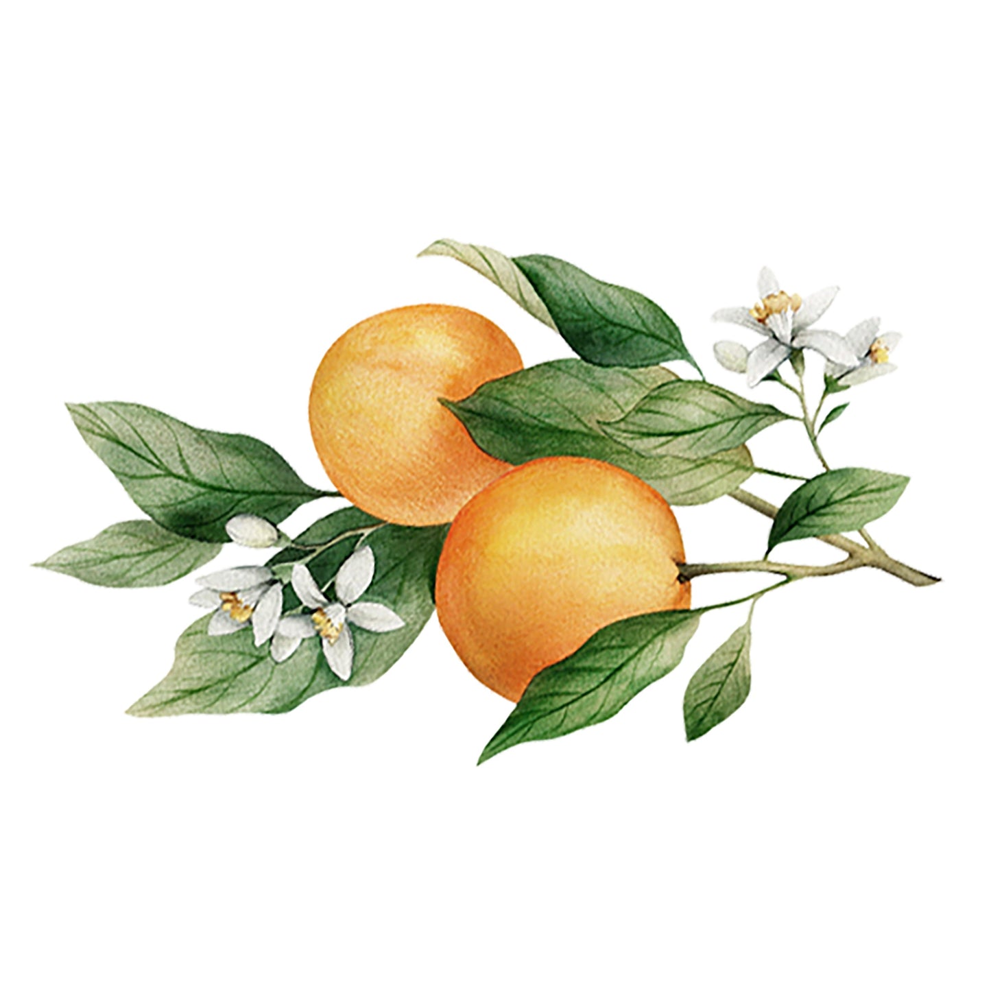 Orange Essential Oil