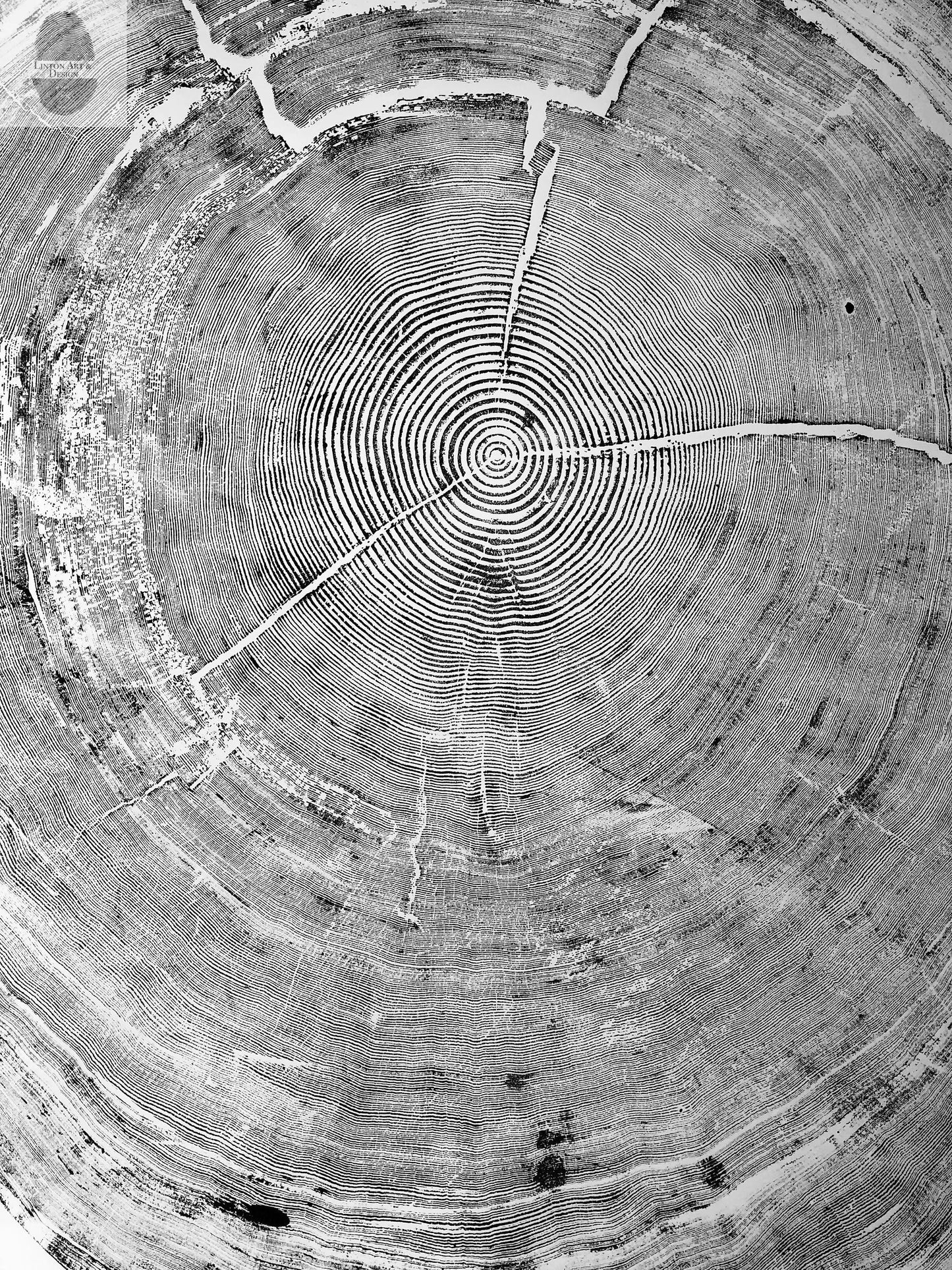 372-Year-Old Sitka Spruce Tree Ring Print Set • 3× 24×36″ Woodcut Art • Oregon Coast Nature Wall Art