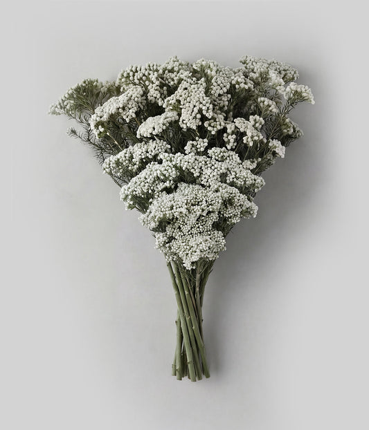 Preserved White Rice Flower