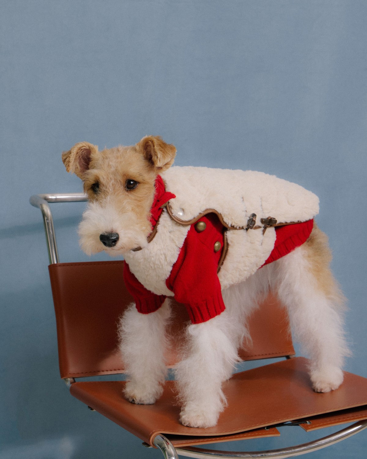 The Pastoris | Luxury Faux Fur Dog Coat | Apricot Caramel