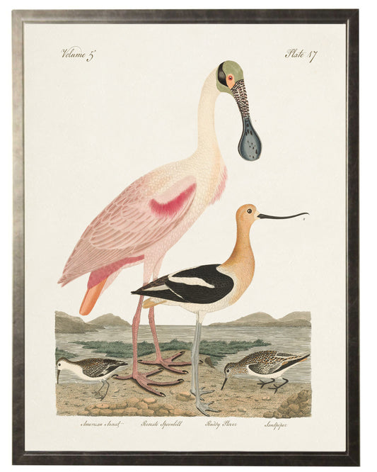 Spoonbill Birds in Silver Frame