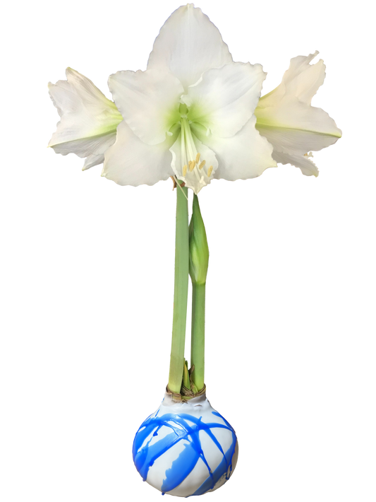 White Flower White Wax Blue Splatter Base 36+ 18 Bulbs/Case