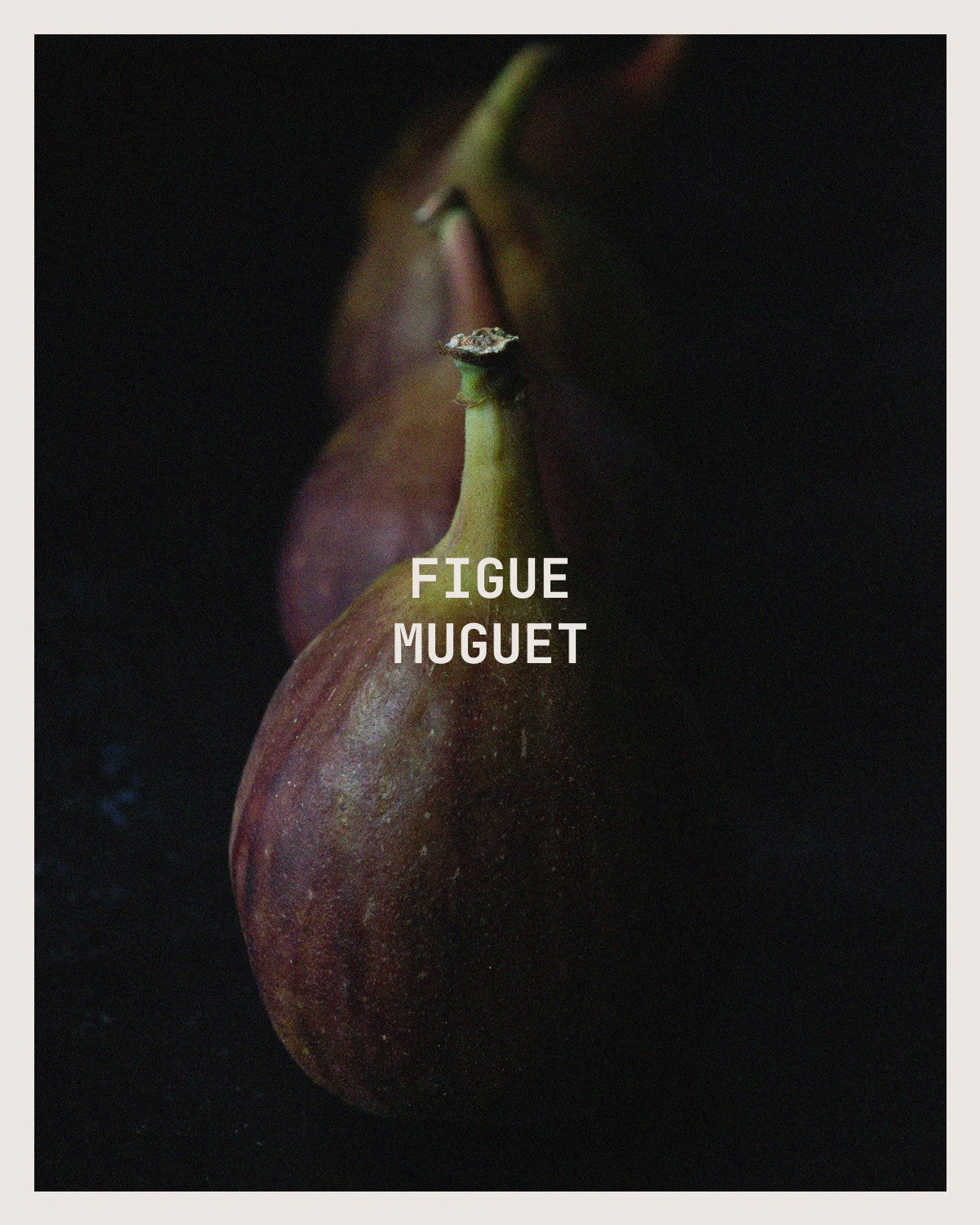 Figue Muguet