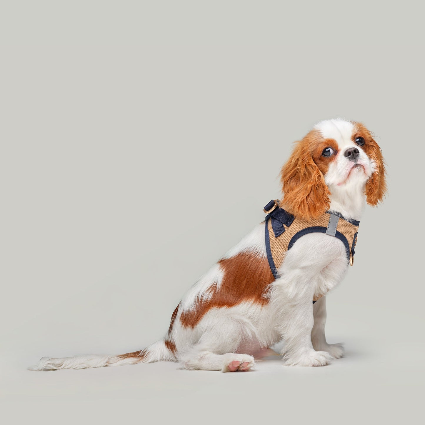 SoHo Dog Walking Set - Hamptons