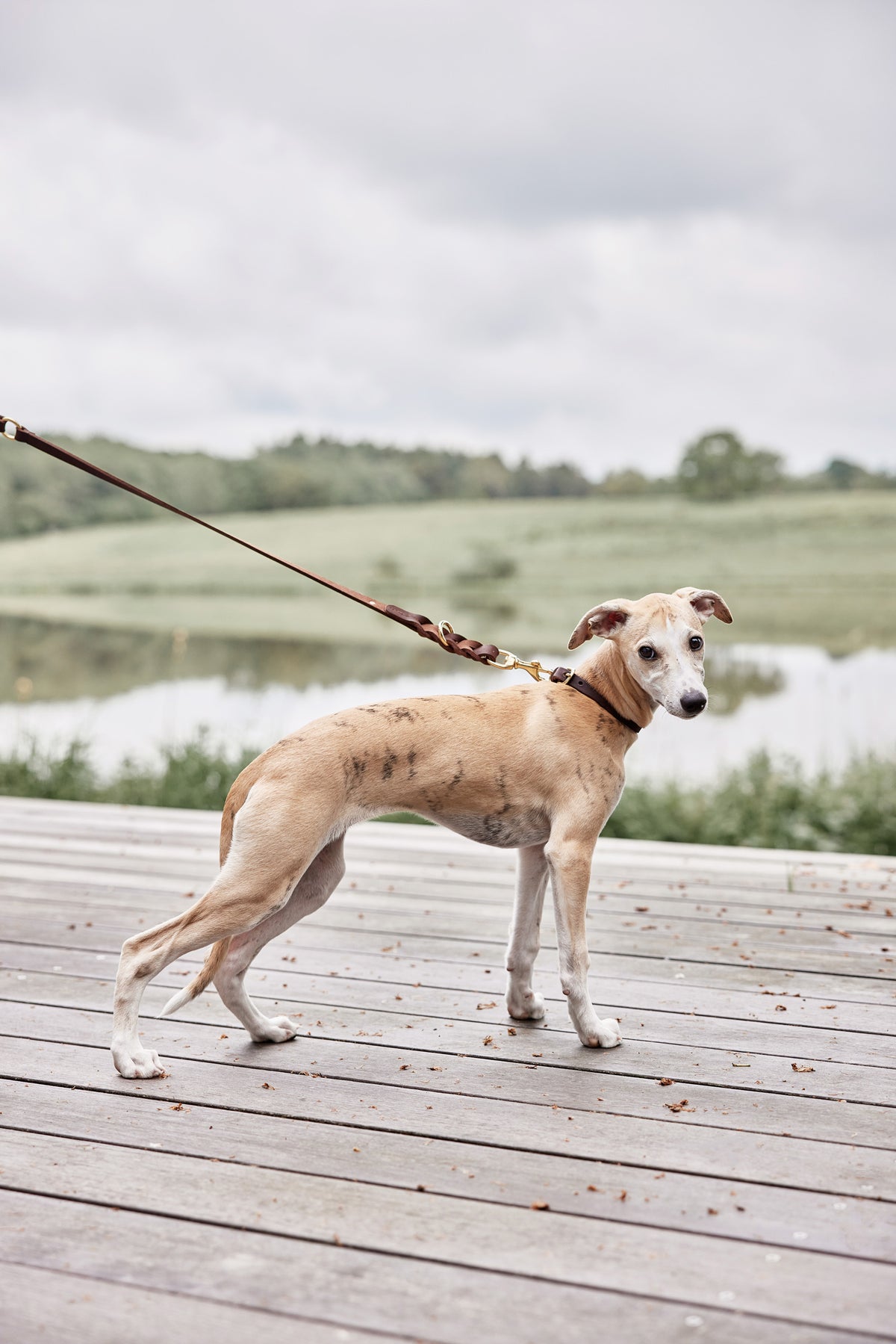 Robin Dog Collar Large - Choko