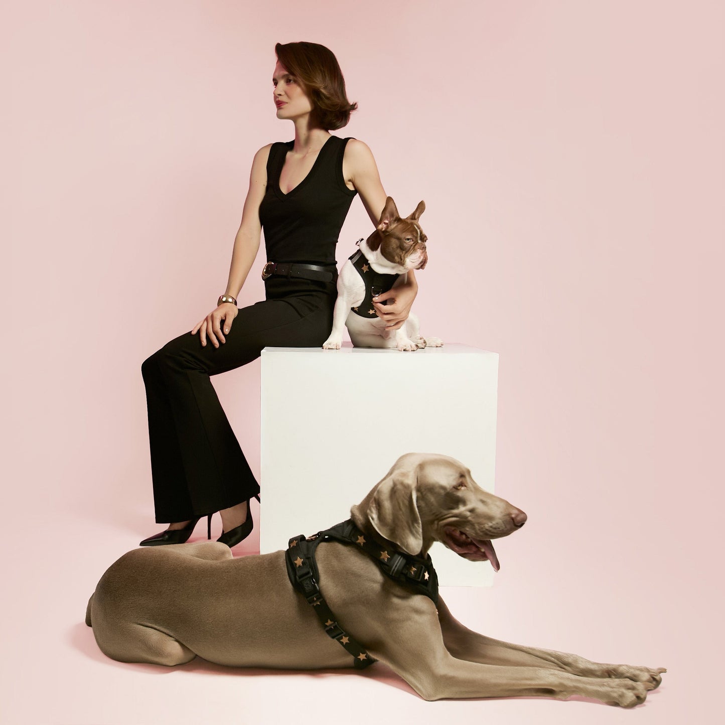 NoMad Adjustable Dog Walking Set - Rockstar