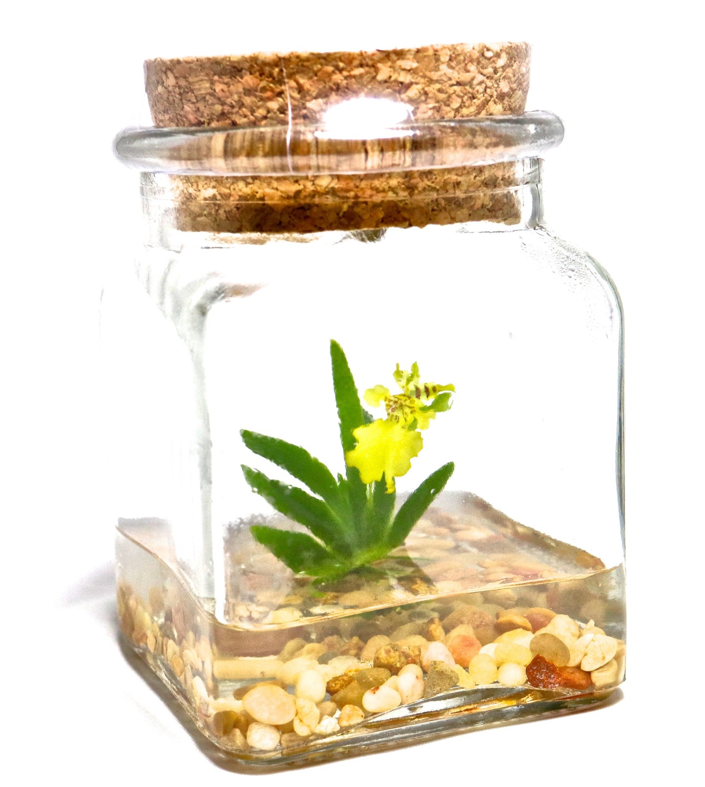 Orchid Terrarium-Miniature orchid/Glass Terrarium/Indoor Garden/Office desk/Live plants/Gift for Her/Wedding Favor/Bridesmaid/Anniversary