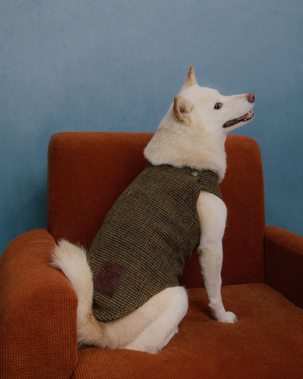 The Scotia | Wool Tweed Dog Vest | Houndstooth