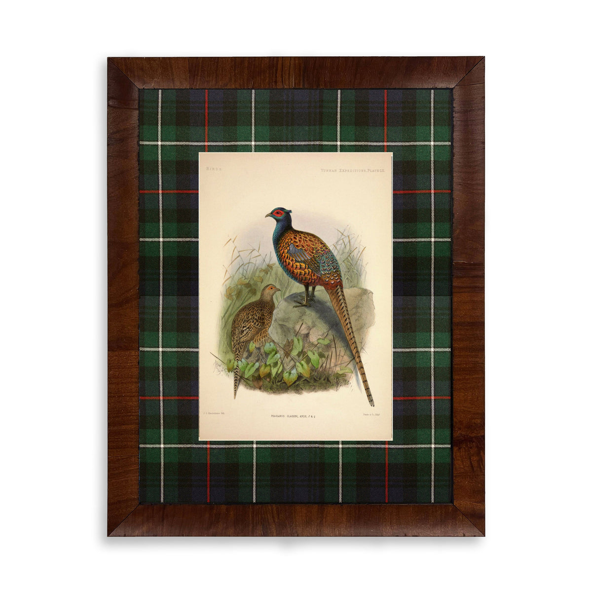 Pheasant Reproduction Print with Tartan Mat and Walnut Burl Frame