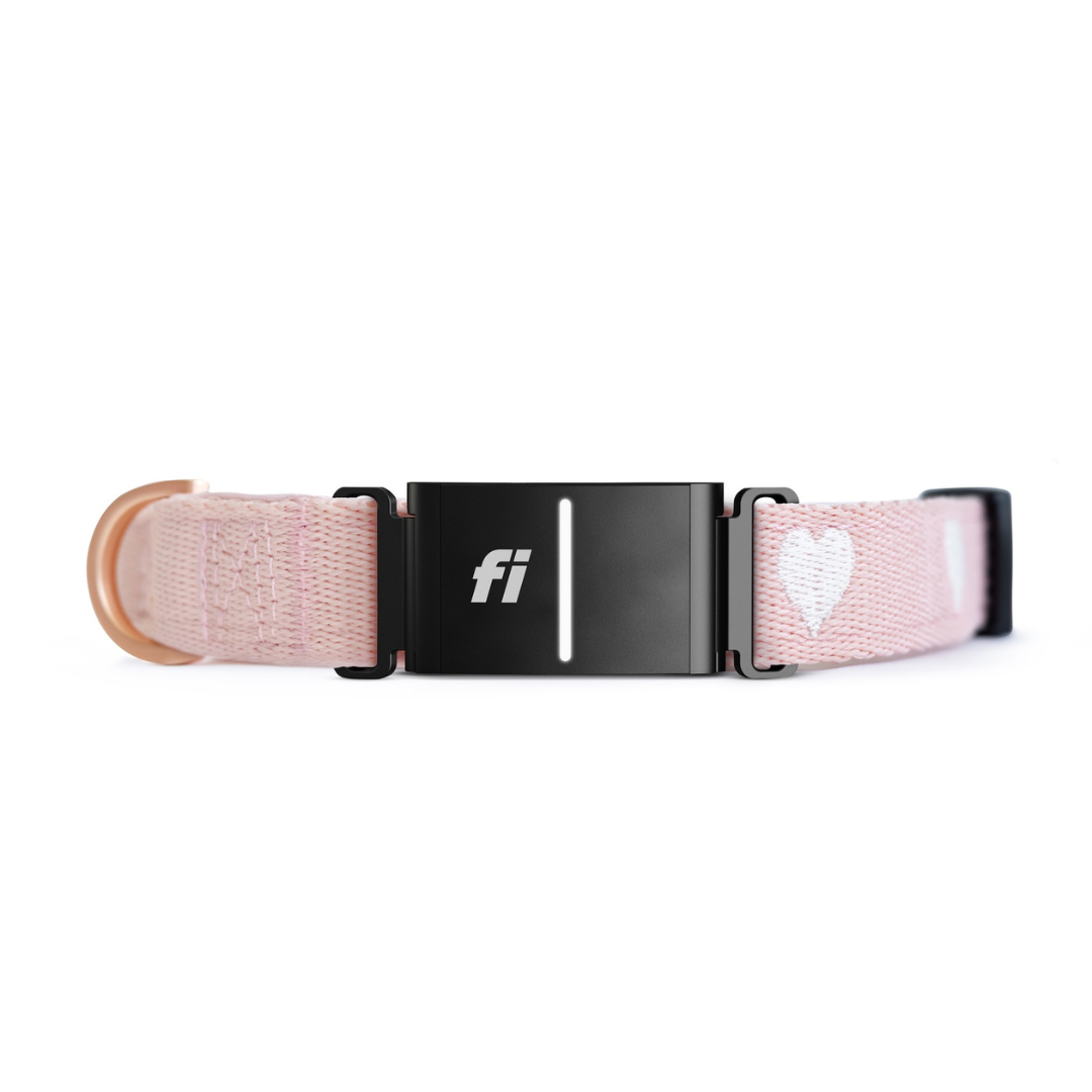 The DOGISTRY x Fi Sweetheart 3+ Collar Band