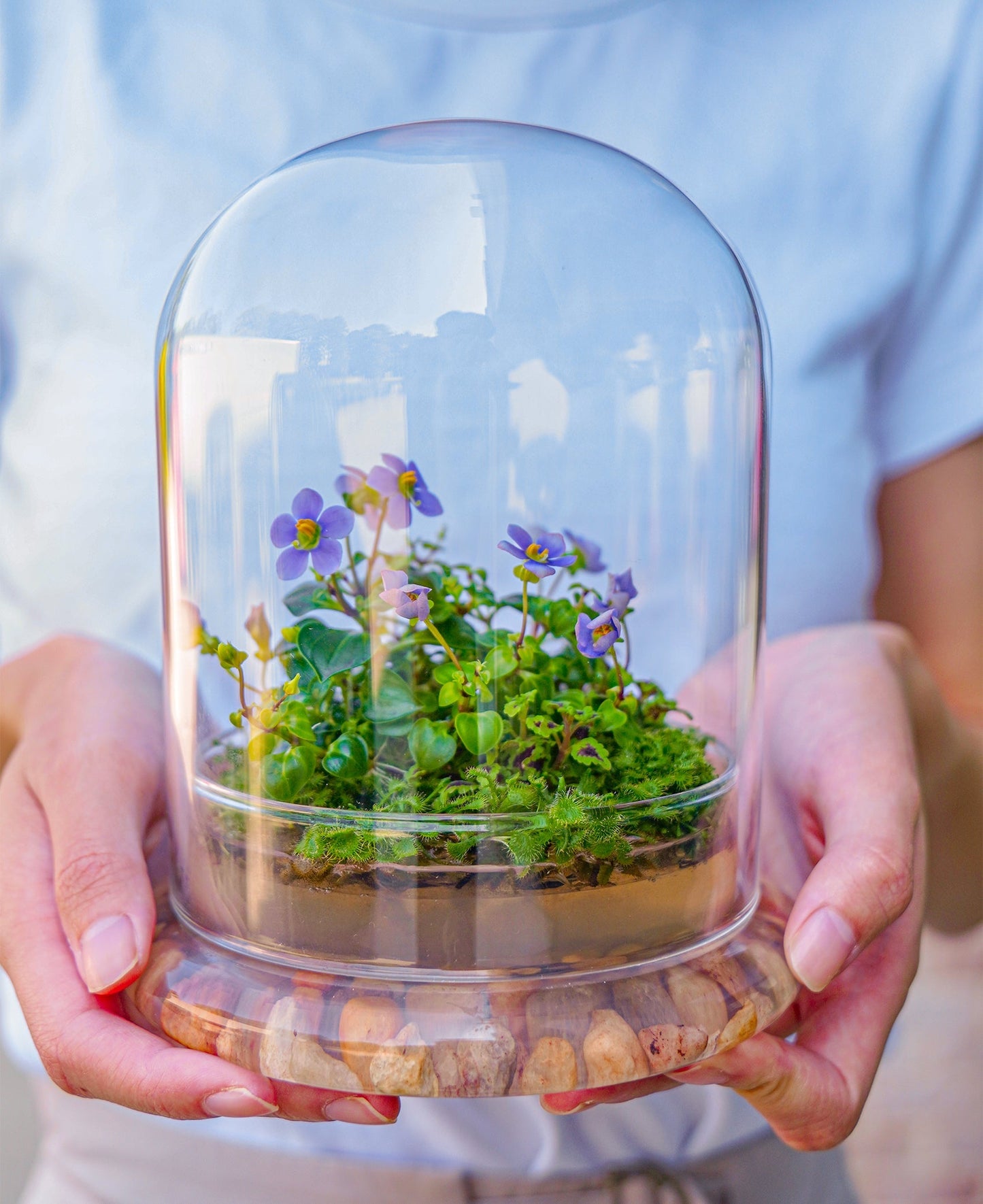 Bloomify Persian Violet lived in Terrarium Jar, real plants, a small oasis of greenery in the city, easy to grow and requiring minimal care, is a source of happiness in the home