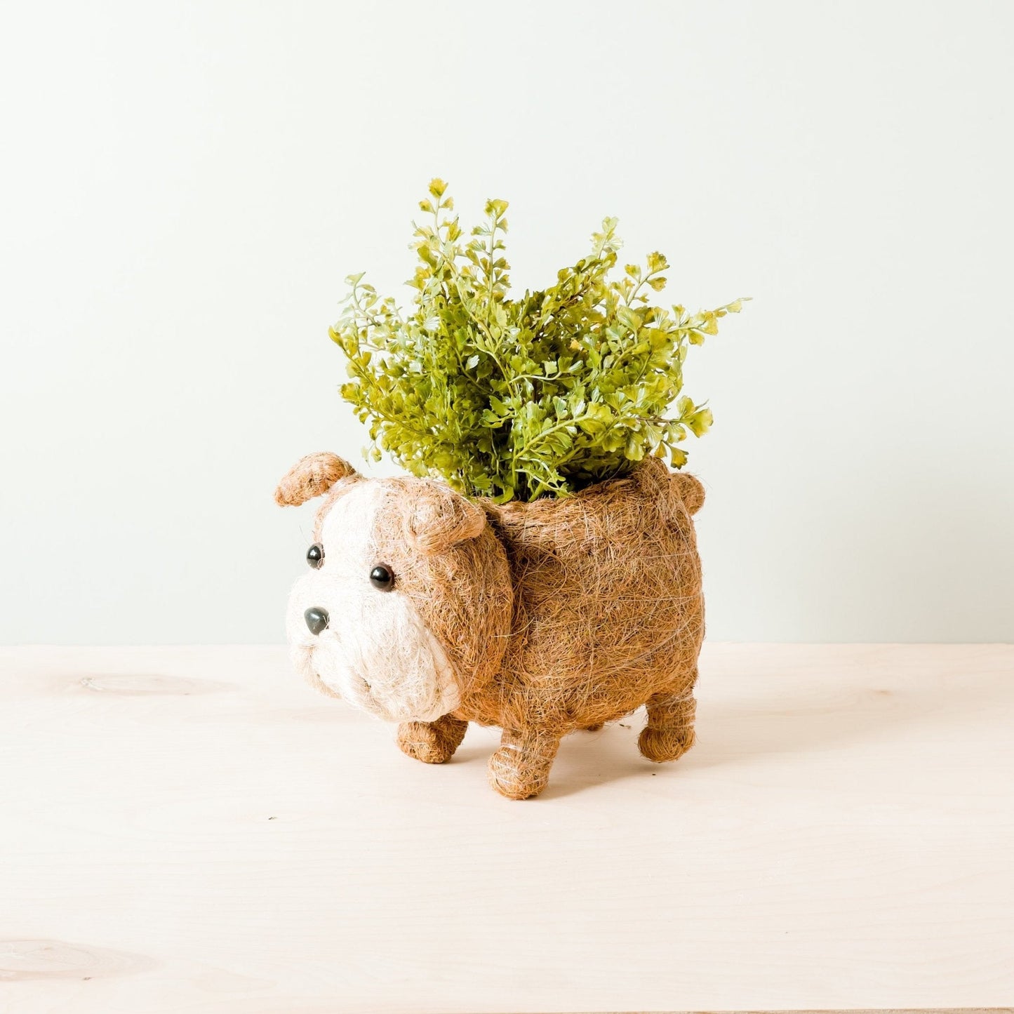 English Bulldog Planter - Coco Coir Pots | LIKHÂ