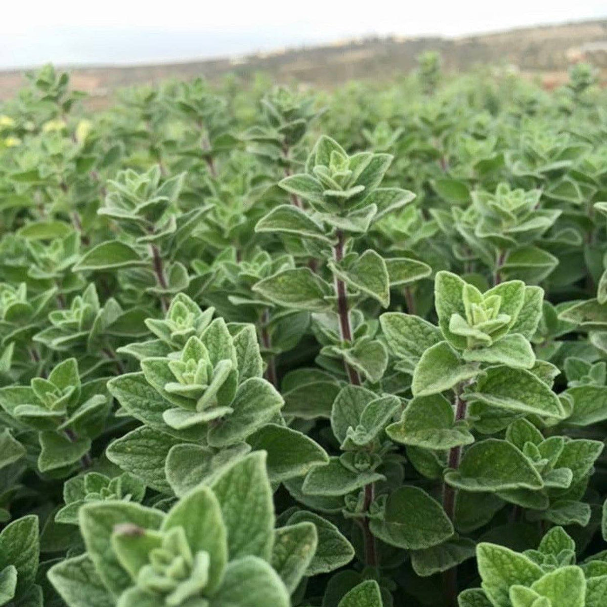 Single Origin Za’atar Blend