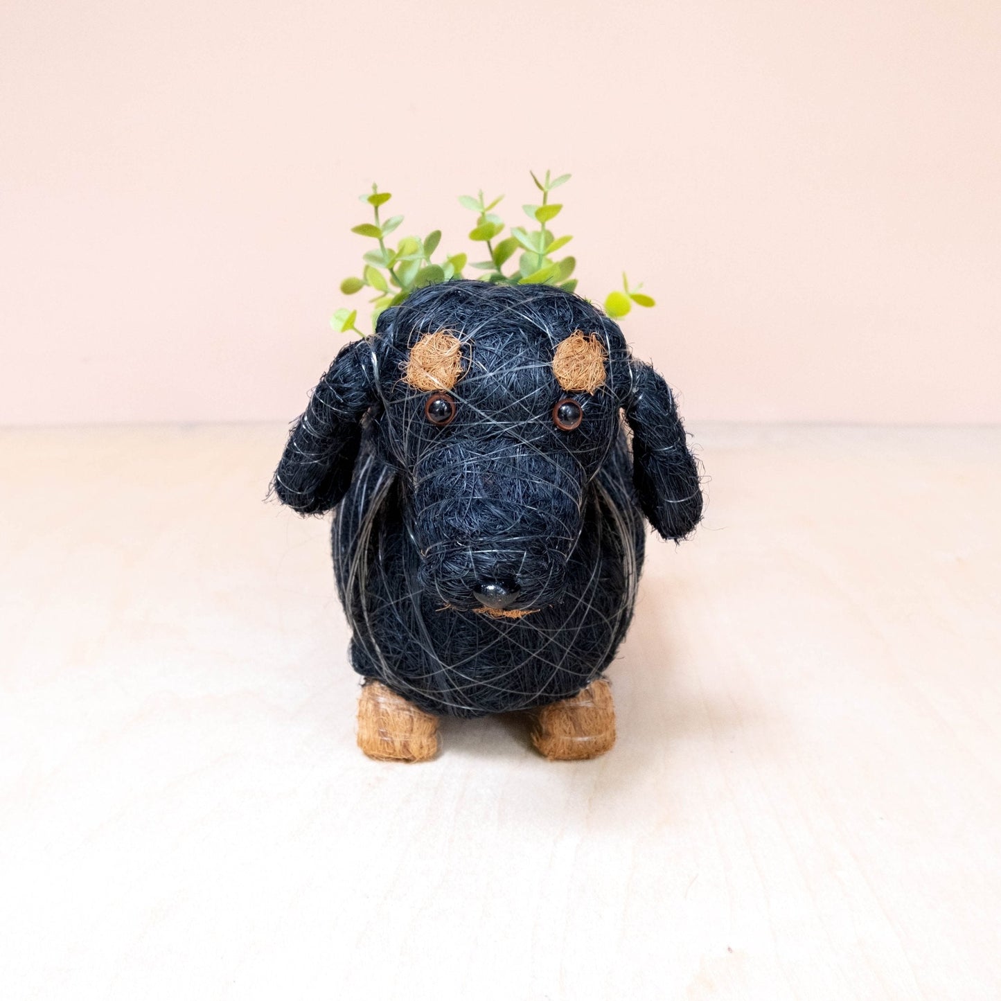 Baby Dachshund