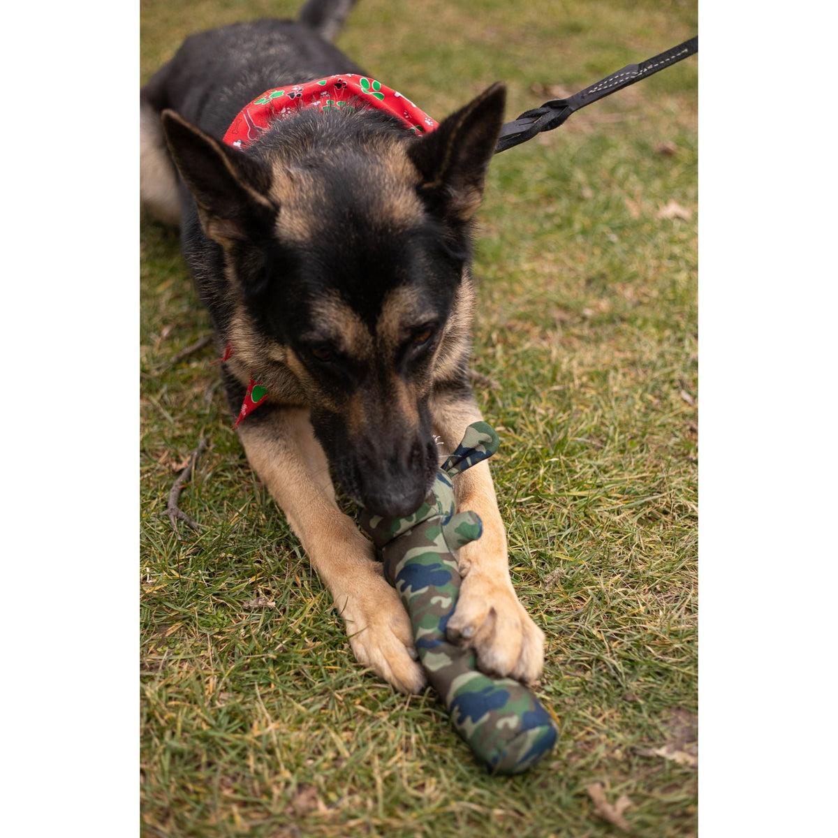 Squeaky Dog Chew Toy – Natural Cotton Canvas – Sarg
