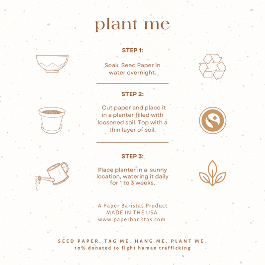 Plantable Seed Gift Tags / Ornaments Set of 3: Pine Cone