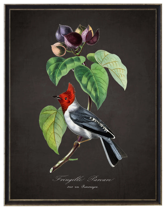 Vintage fringilla and flower print on a distressed black background in a black and brushed silver frame sized 16x20